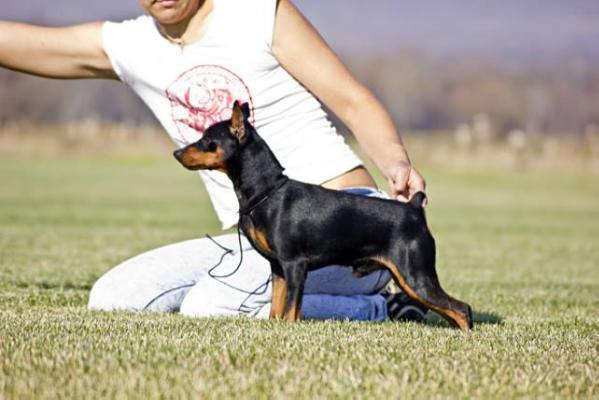 SLAVJAN Gergyi Pobedonosec | Miniature Pinscher 