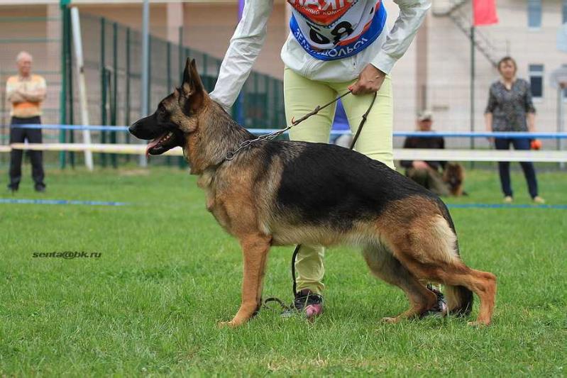 Arizona iz Belogo Jara | German Shepherd Dog 