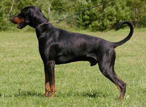 Floyd v. Utgard | Black Doberman Pinscher