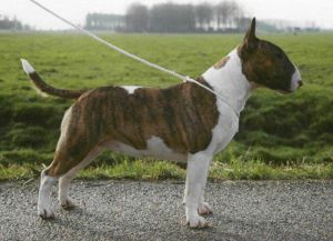 Grisse Basse April Fool | Bull Terrier 