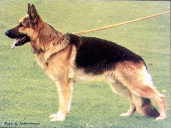 Boss vom Kreuzbaum | German Shepherd Dog 