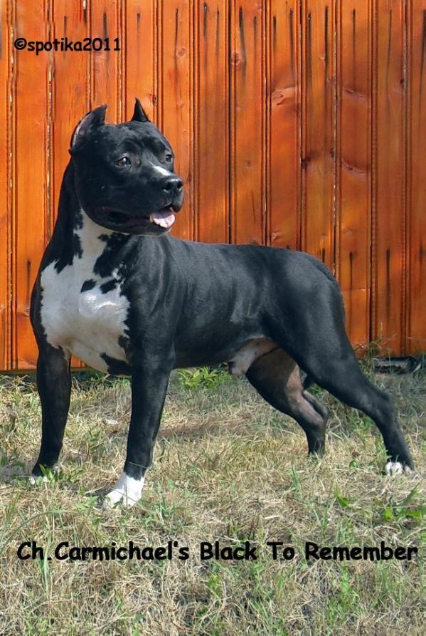 Carmichael's Black To Remember | American Staffordshire Terrier 
