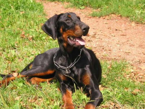 Fee v. Utgard | Black Doberman Pinscher