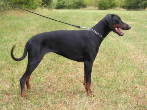 Felina v. Utgard | Black Doberman Pinscher