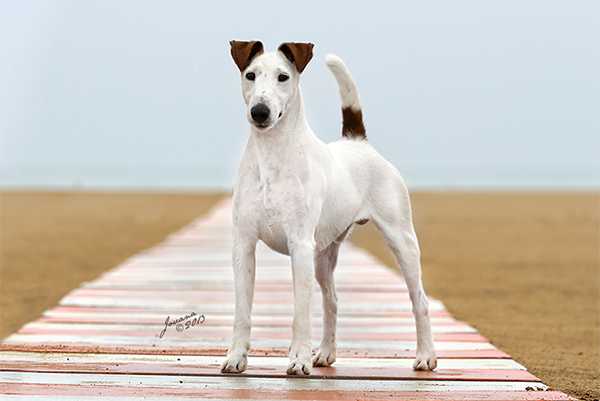 Puschkin v.d. Schönen Bergen | Smooth Fox Terrier 