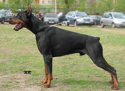 Smart Wood Hills Dexter | Black Doberman Pinscher