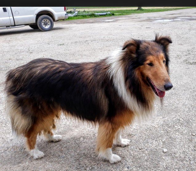 Hannas homebrewd n sturred up scully | Rough Collie 