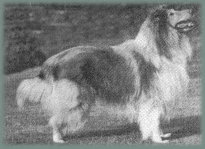 Geoffdon Westlynns Wayside Boy | Rough Collie 