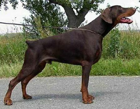 Saminka's Berengor Bragour | Brown Doberman Pinscher