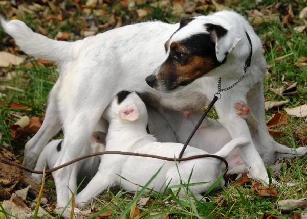 Arpette du Bois des Carnutes | Parson Russell Terrier 