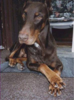 Ebo v. Zucco | Brown Doberman Pinscher