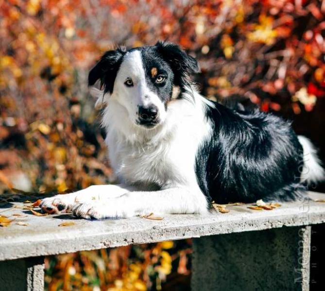 AWE BC Dream Big | Border Collie 