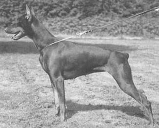 Nixe v.d. Weyermühle | Brown Doberman Pinscher