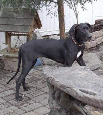 Muddy Paws Caylee In The Hemlocks | Great Dane 