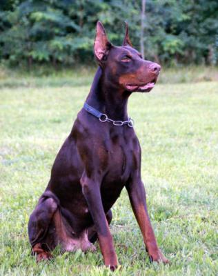 Lanbo the Best Line | Brown Doberman Pinscher