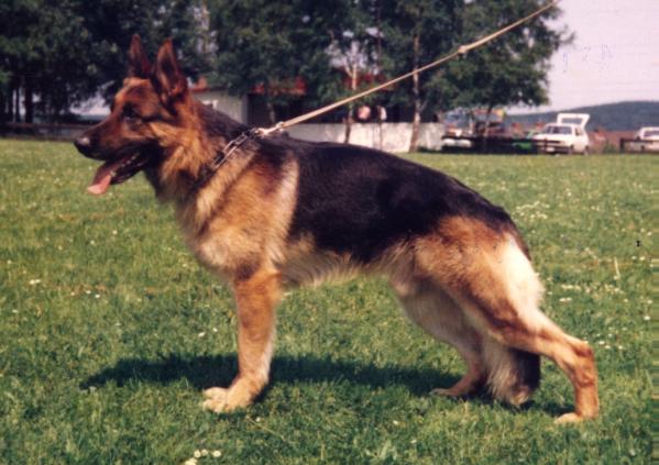 Jupp von der Haller Farm | German Shepherd Dog 