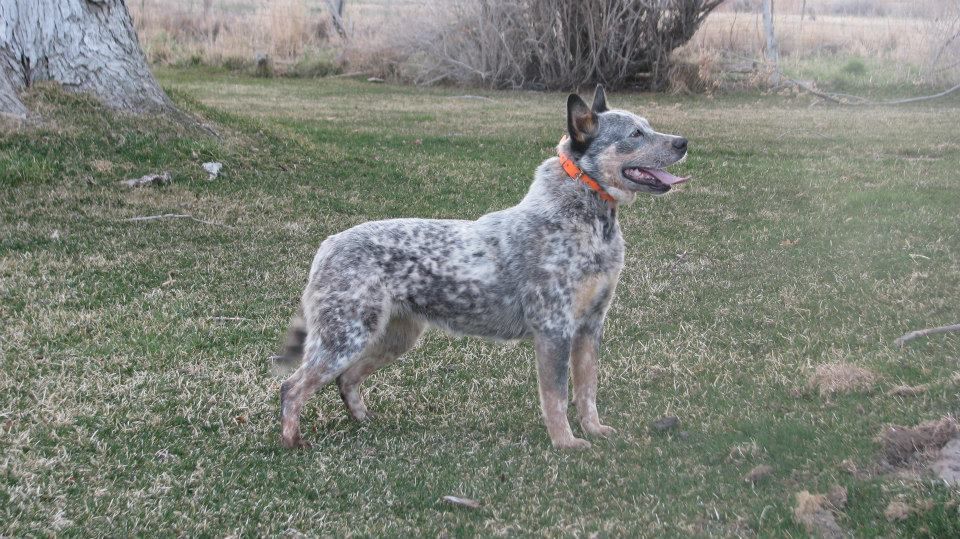 6 Pk Roxie Wil Sor | Australian Cattle Dog 