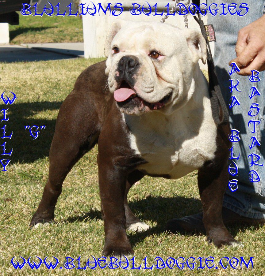 Willy G | Olde English Bulldogge 