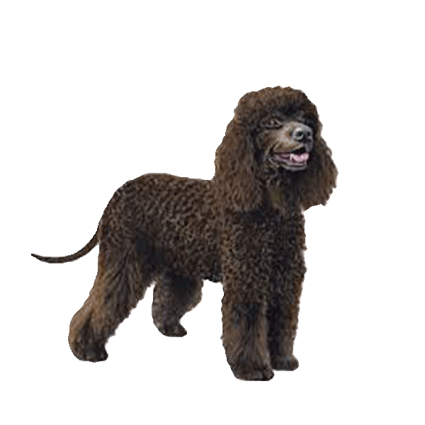 Irish Water Spaniel