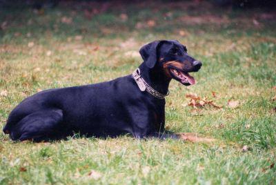 Dieva v. Tagona | Black Doberman Pinscher