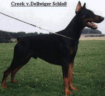 Creek v. Dellwiger Schloss | Black Doberman Pinscher