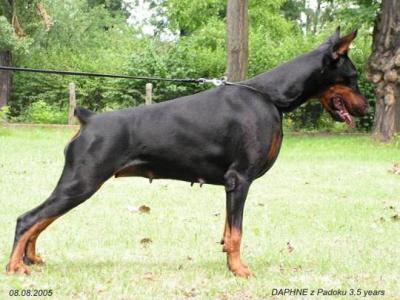 Daphne z Padoku | Black Doberman Pinscher