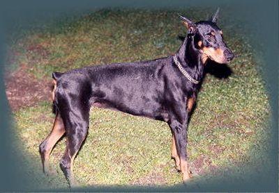 Cia Gujar | Black Doberman Pinscher