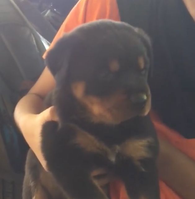 Olivia Von Kams | Rottweiler 