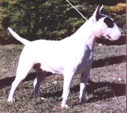 Credetta Capriola | Bull Terrier 