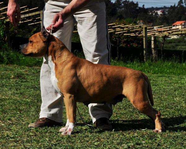 Citadela King Of Rings | American Staffordshire Terrier 