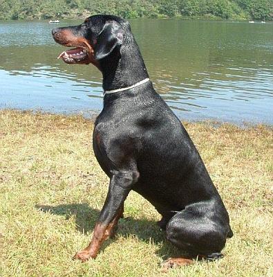 Dyero du bois de Lindthout | Black Doberman Pinscher