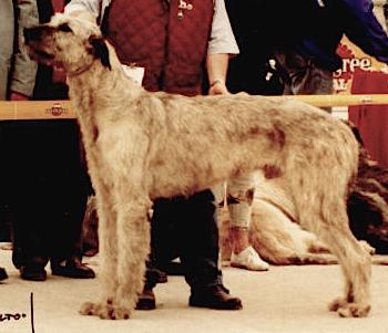 Wolf Tone John Foggerty | Irish Wolfhound 