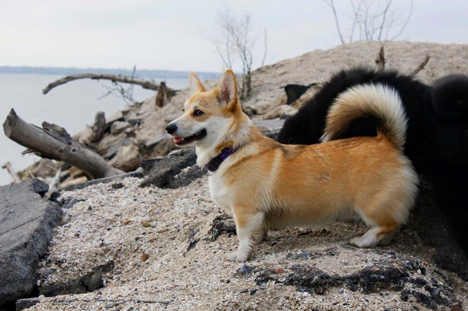 LARA CROFT Plyushevyi Volk | Pembroke Welsh Corgi 