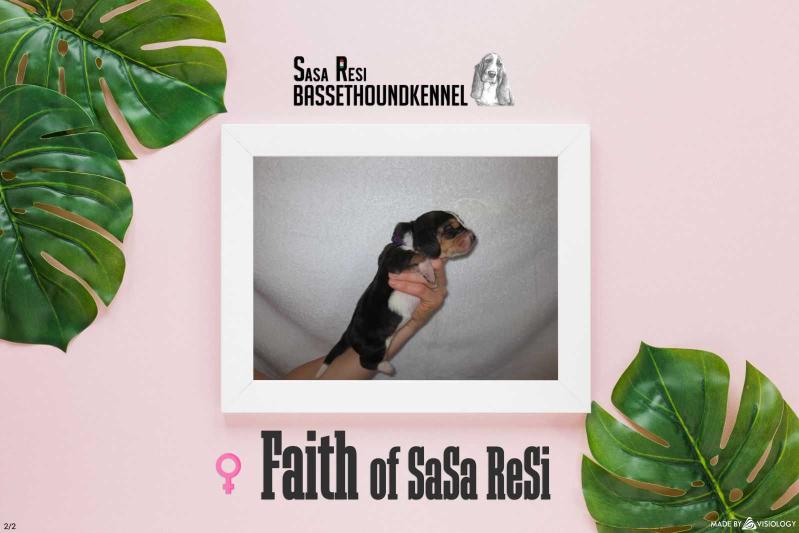 Faith of Sasa Resi | Basset Hound 