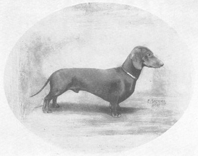 Brigant vom Kloster | Dachshund 