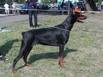 Hayama Bajoko di Matario | Black Doberman Pinscher