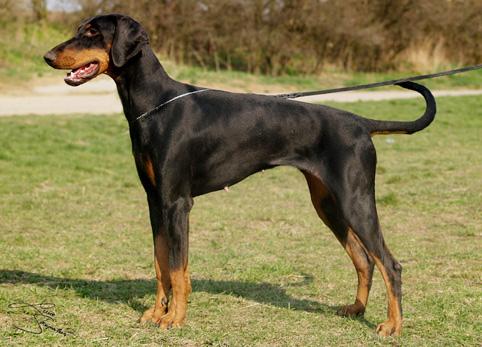 Kasja v. Vele | Black Doberman Pinscher