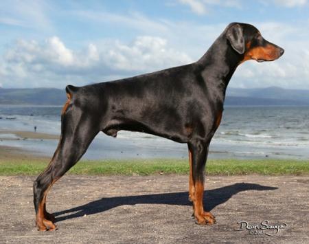 Aritaur Histabraq | Black Doberman Pinscher