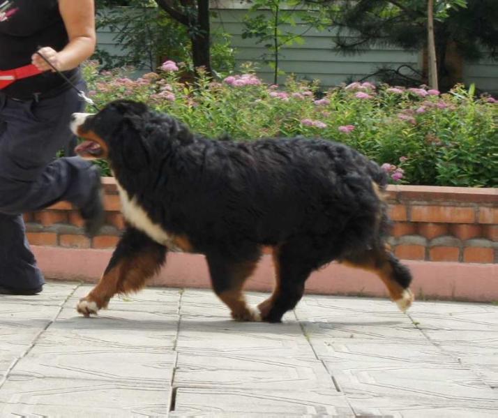 Terra De Bern Vetta For Sennenhund Rossii | Bernese Mountain Dog 