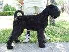 ZLATIBOR SLOVENSKA DUSHA | Black Russian Terrier 