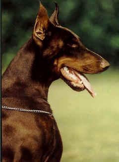 Ysatis v.h. Blauwhof | Brown Doberman Pinscher