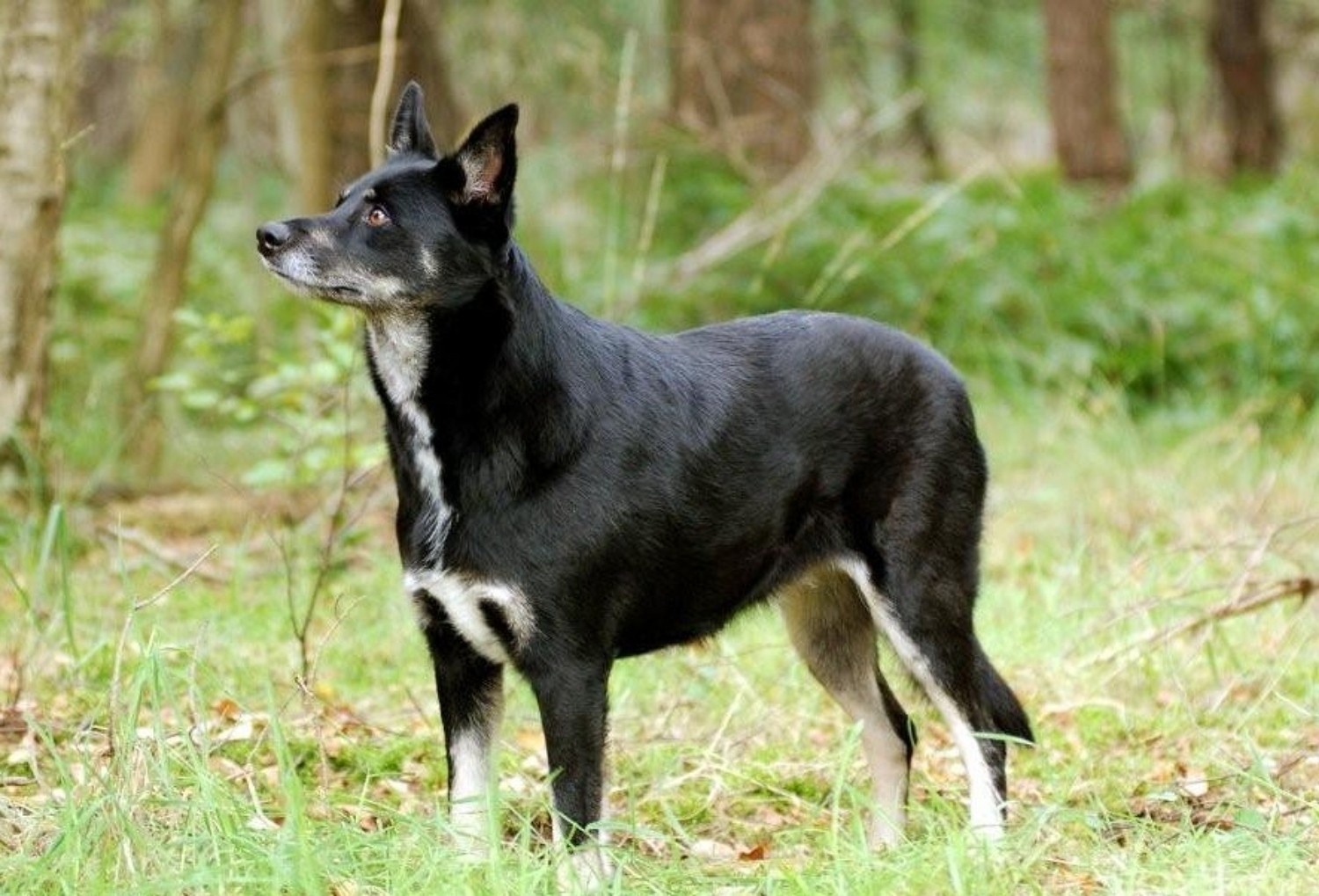 Lapponian Herder