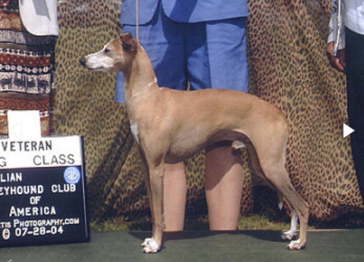 Fox Hedge Flamboyant II | Italian Greyhound 