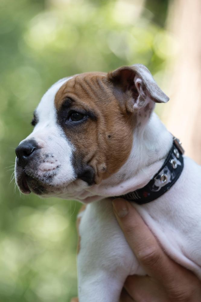 Dutchparadise Go A Head Make My Day | American Staffordshire Terrier 