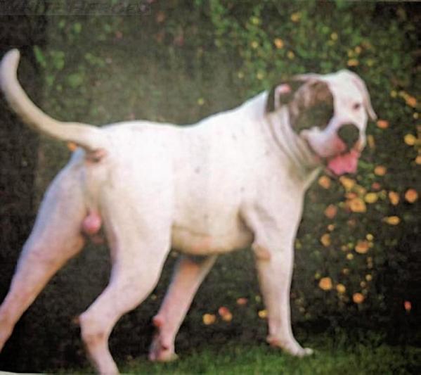 DK's Drummer Boy | American Bulldog 