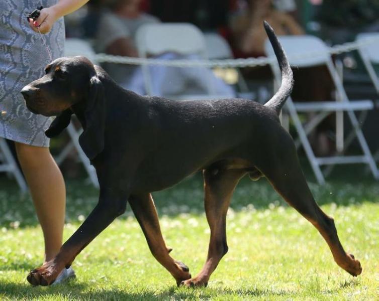 Carlin ScoutOut Black To The Future | Black and Tan Coonhound 