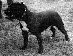 Belnite Rip the Grip | Staffordshire Bull Terrier 