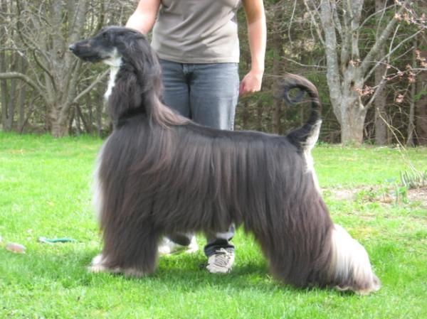 Suliman IncenDio | Afghan Hound 