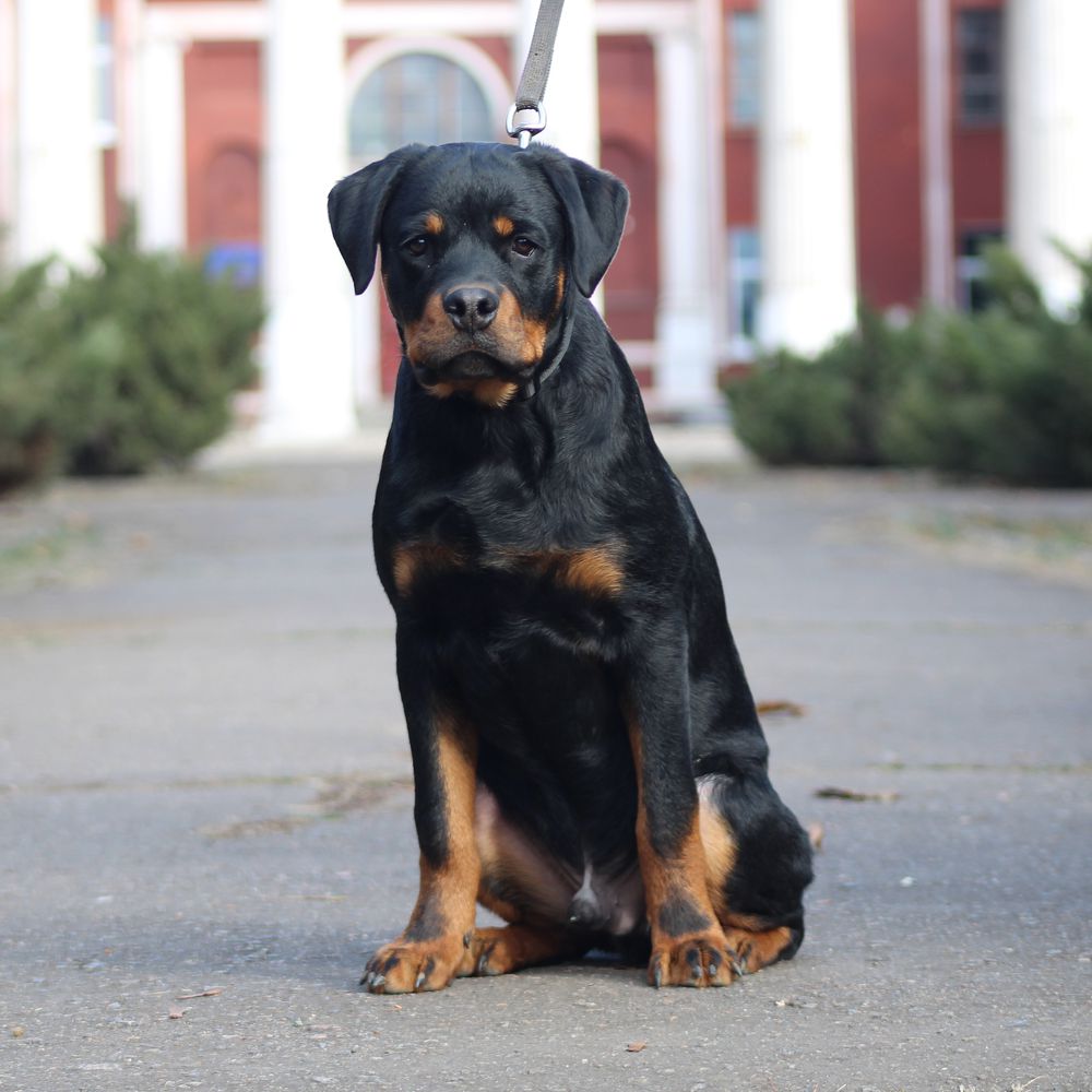 Korsar Teren | Rottweiler 