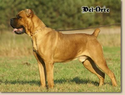 Umber Del-Orte | Cane Corso 